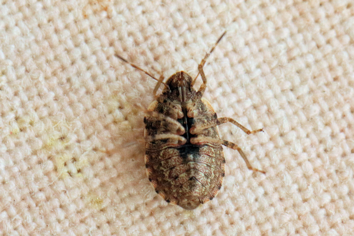 Sviluppo di Sciocoris sideritidis