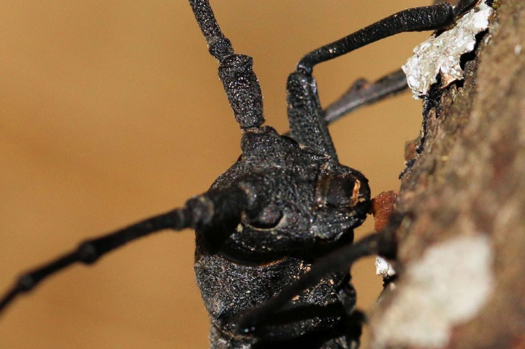 Cerambycidae: Morimus asper maschio? Sì