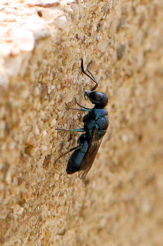 Chrysididae da id.: Chrysis ragusae