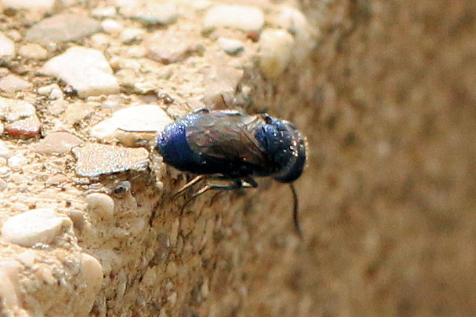 Chrysididae da id.: Chrysis ragusae