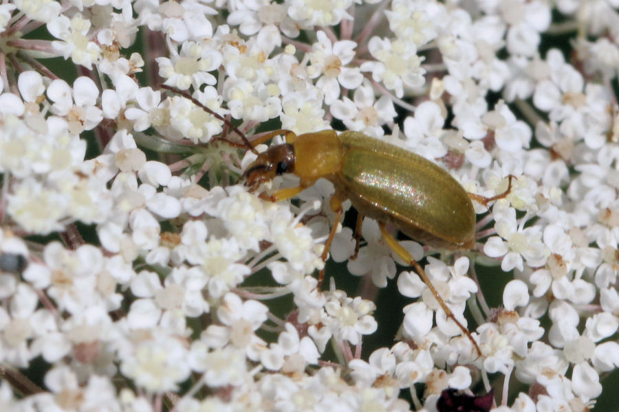 Tenebrionidae Alleculinae: Cteniopus sulphureus