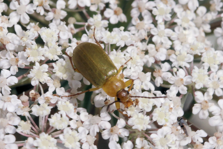 Tenebrionidae Alleculinae: Cteniopus sulphureus
