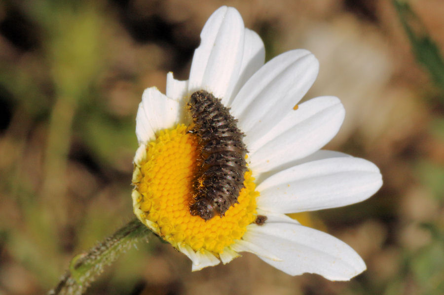 Bruco su margherita - Larva di Chrysomelidae