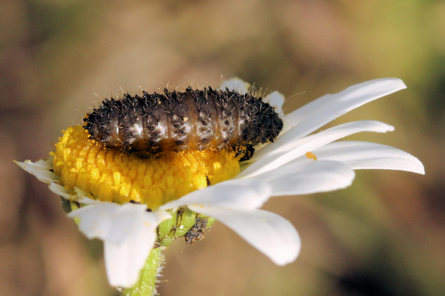 Bruco su margherita - Larva di Chrysomelidae