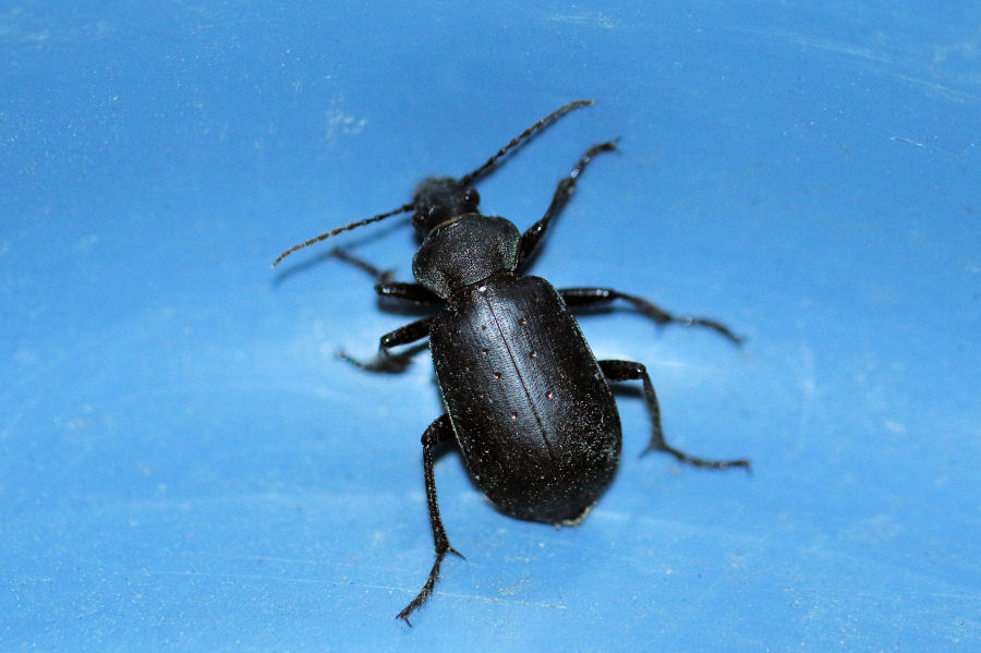 Carabidae: Calosoma maderae s.l.