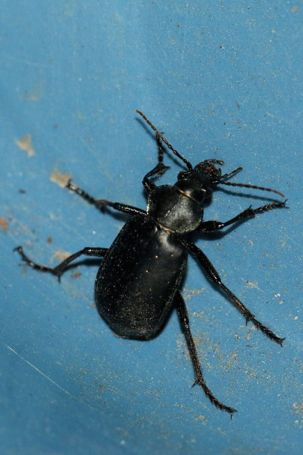 Carabidae: Calosoma maderae s.l.