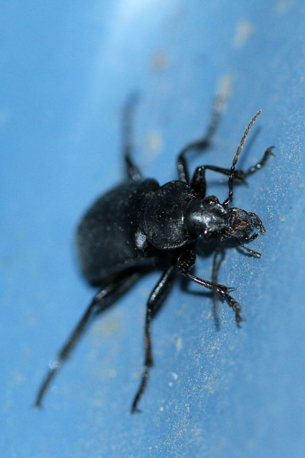 Carabidae: Calosoma maderae s.l.