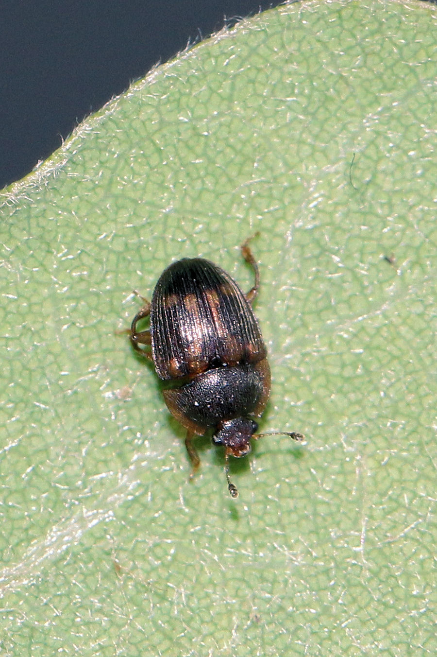 Stelidota geminata (Nitidulidae)? S.