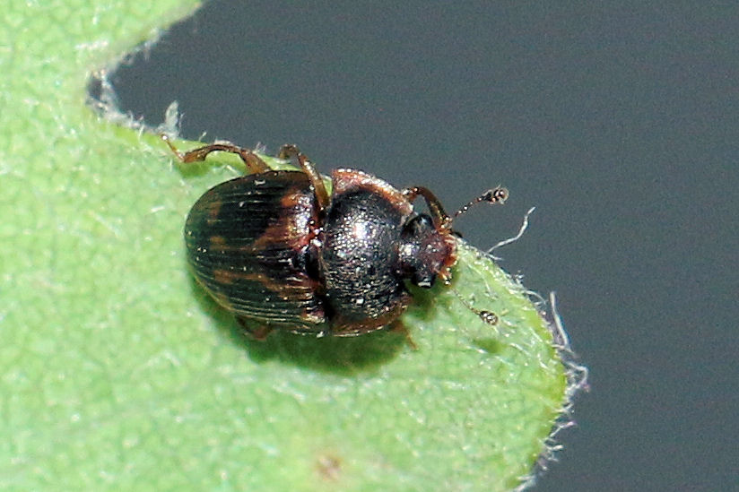 Stelidota geminata (Nitidulidae)? S.