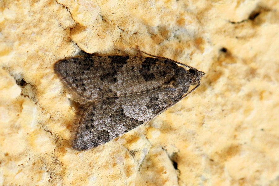 Tortricidae?