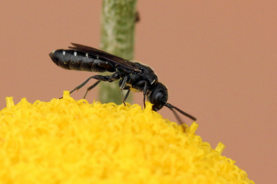 Sapygidae: Sapygina decemguttata ... all''opera