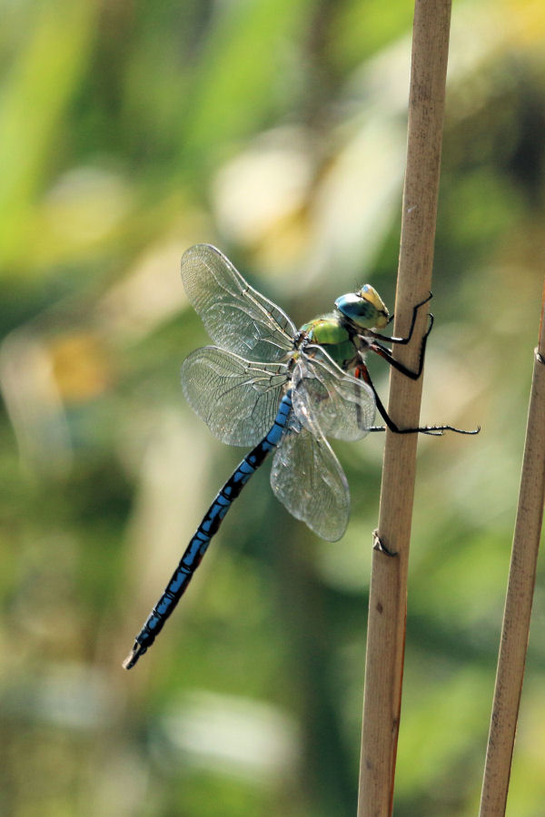 Anax imperator?