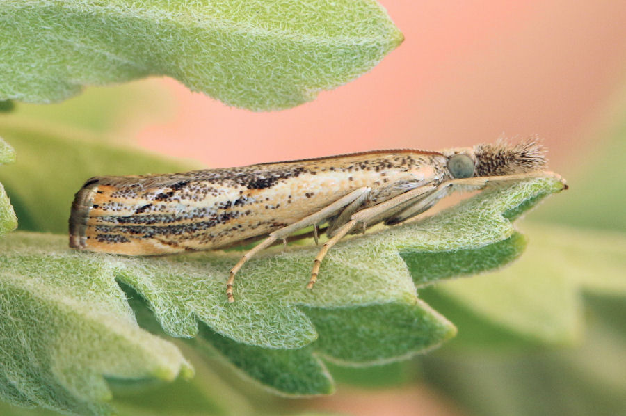 Crambidae: Agriphila da id.