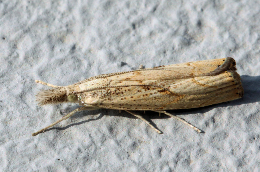 Crambidae: Agriphila da id.