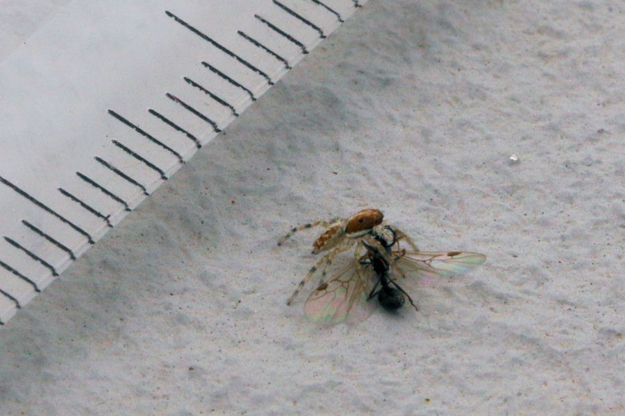 giovane Salticidae da id.