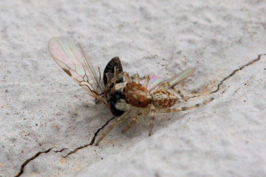 giovane Salticidae da id.
