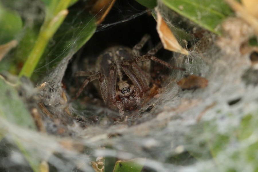 Agelenidae: Agelena labyrinthica?