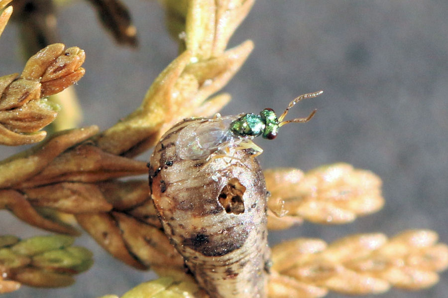 Chalcidoidea (Pteromalidae?) parassita di Syrphidae