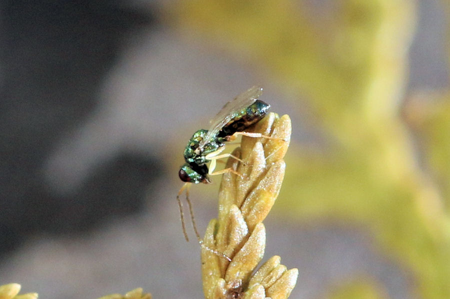 Chalcidoidea (Pteromalidae?) parassita di Syrphidae