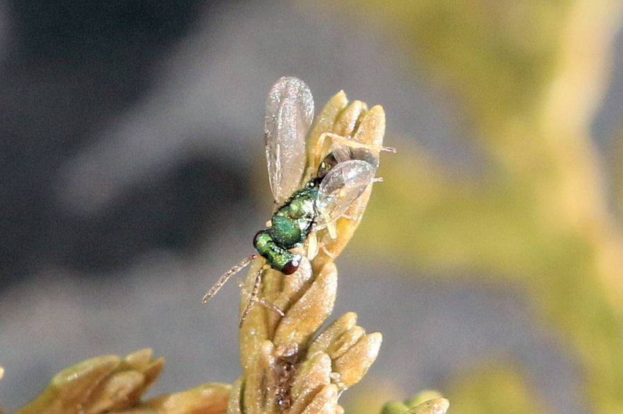 Chalcidoidea (Pteromalidae?) parassita di Syrphidae