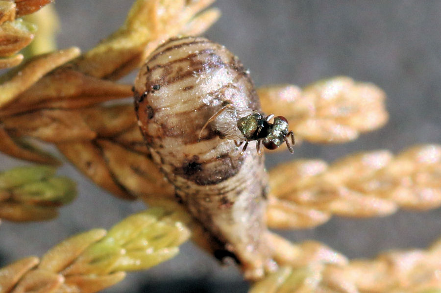 Chalcidoidea (Pteromalidae?) parassita di Syrphidae