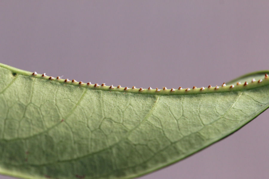 Ricania speculum del Bolognese
