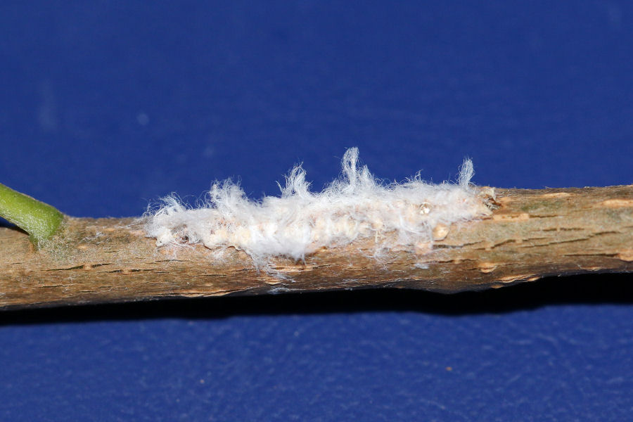 RicanIIdae: Pochazia shantungensis dell''Emilia - chiedo conferma