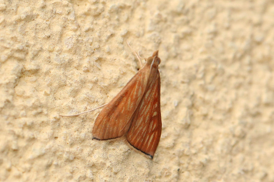 Crambidae: Antigastra catalaunalis ?