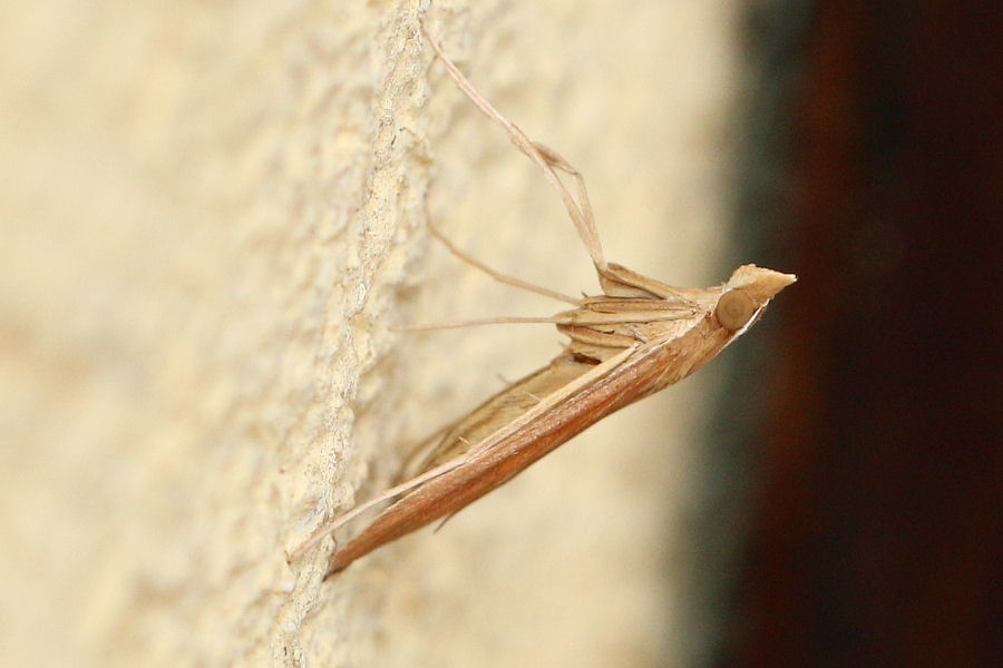 Crambidae: Antigastra catalaunalis ?