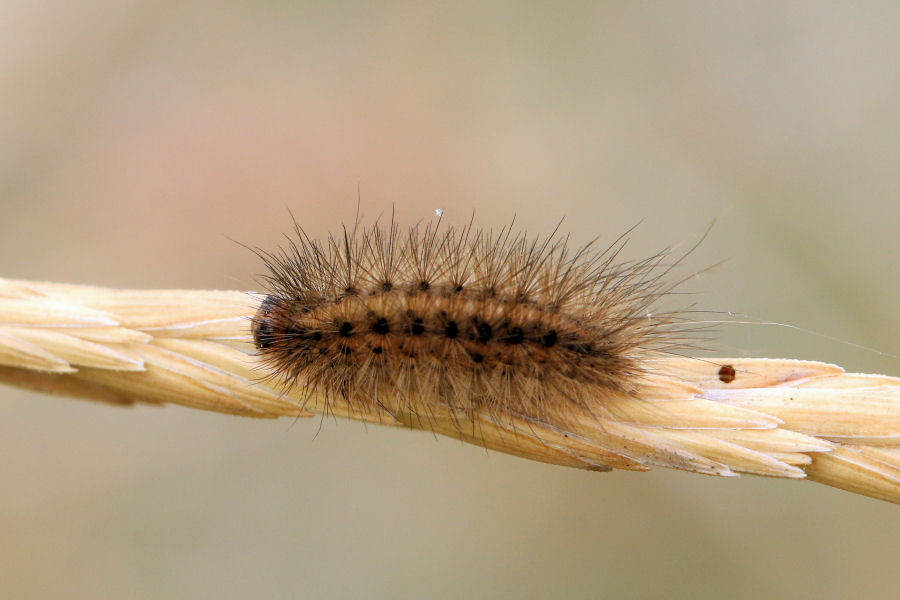 Bruco di Erebidae arctiinae?
