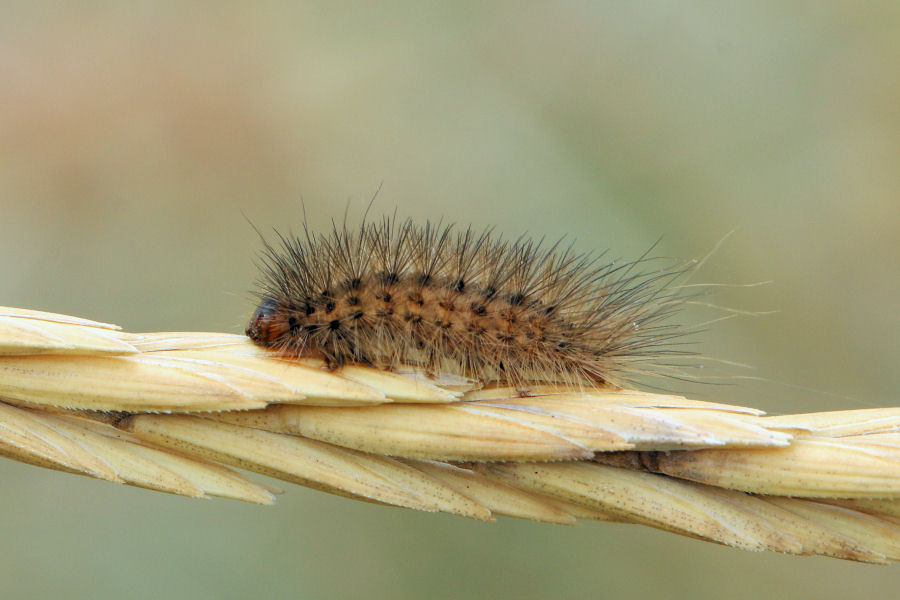 Bruco di Erebidae arctiinae?