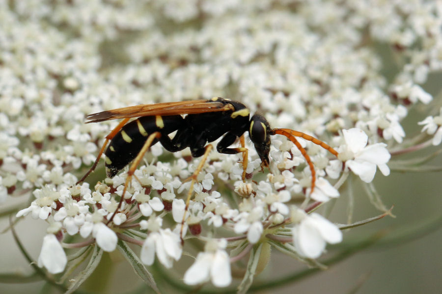 Pompilidae: Batozonellus lacerticida da confermare