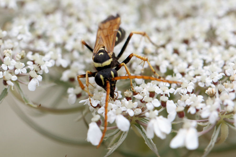Pompilidae: Batozonellus lacerticida da confermare