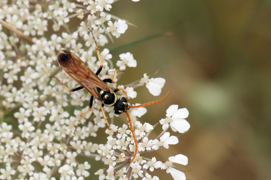 Pompilidae: Batozonellus lacerticida da confermare