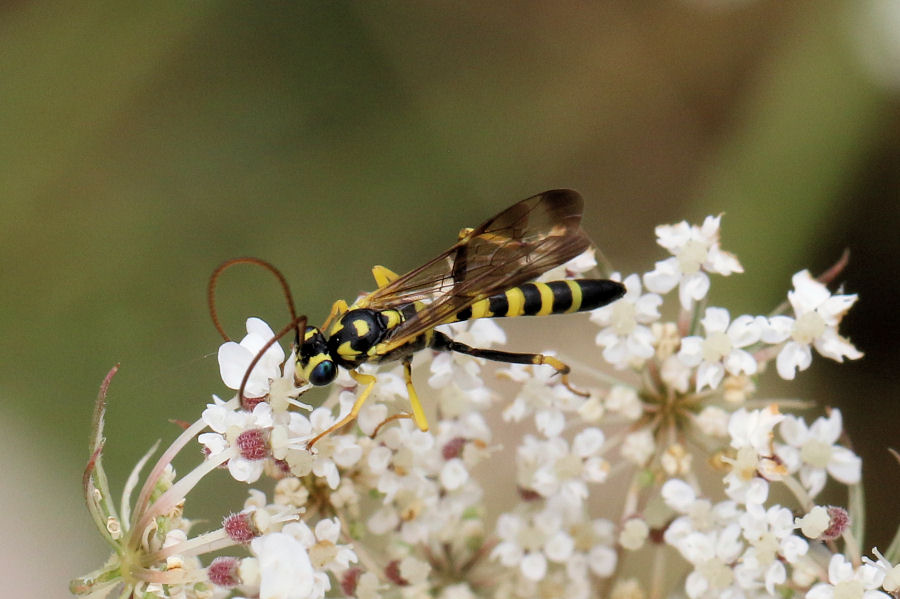 Ichneumonidae da id.