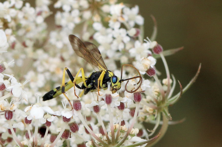 Ichneumonidae da id.