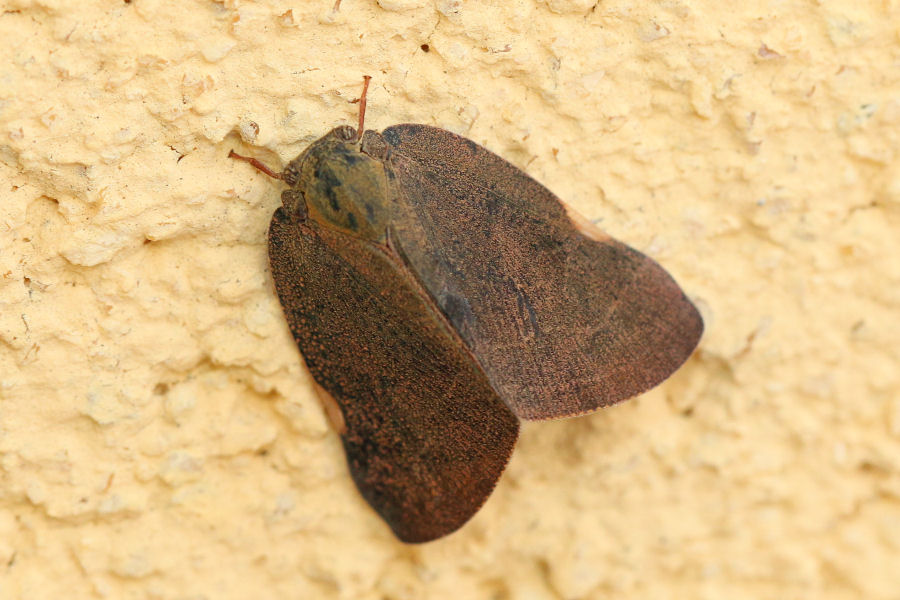 RicanIIdae: Pochazia shantungensis dell''Emilia - chiedo conferma
