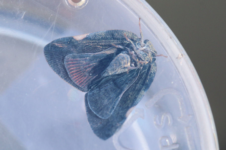 RicanIIdae: Pochazia shantungensis dell''Emilia - chiedo conferma