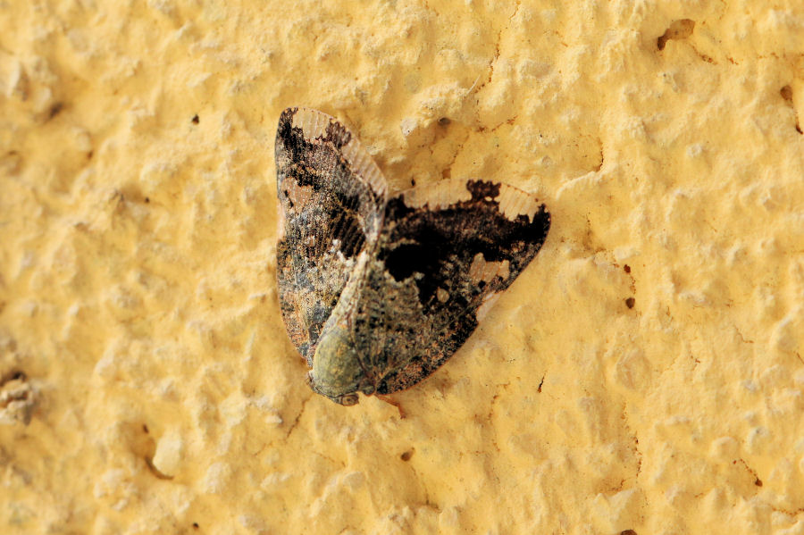 Ricania speculum del Bolognese