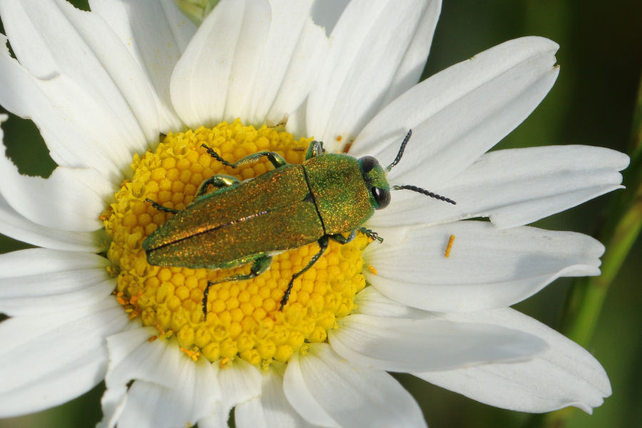 Buprestidae: Anthaxia hungarica da confermare