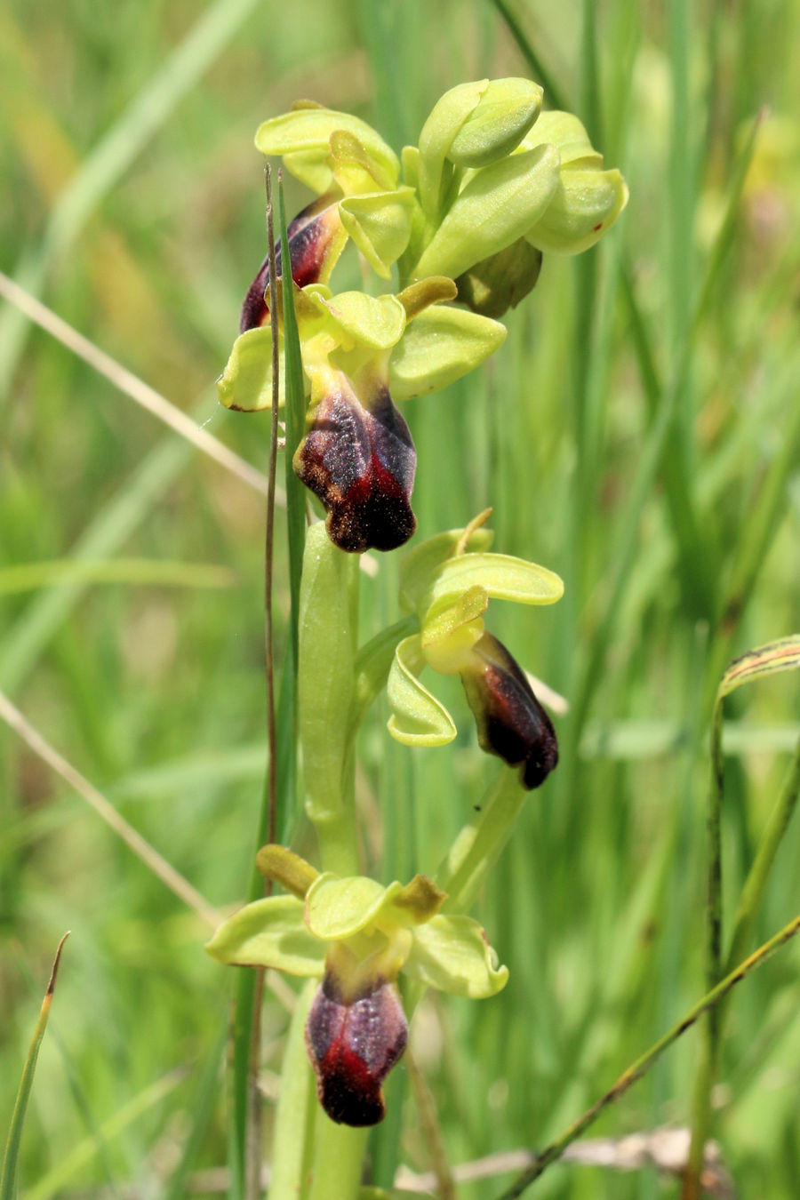 Ophrys fusca?