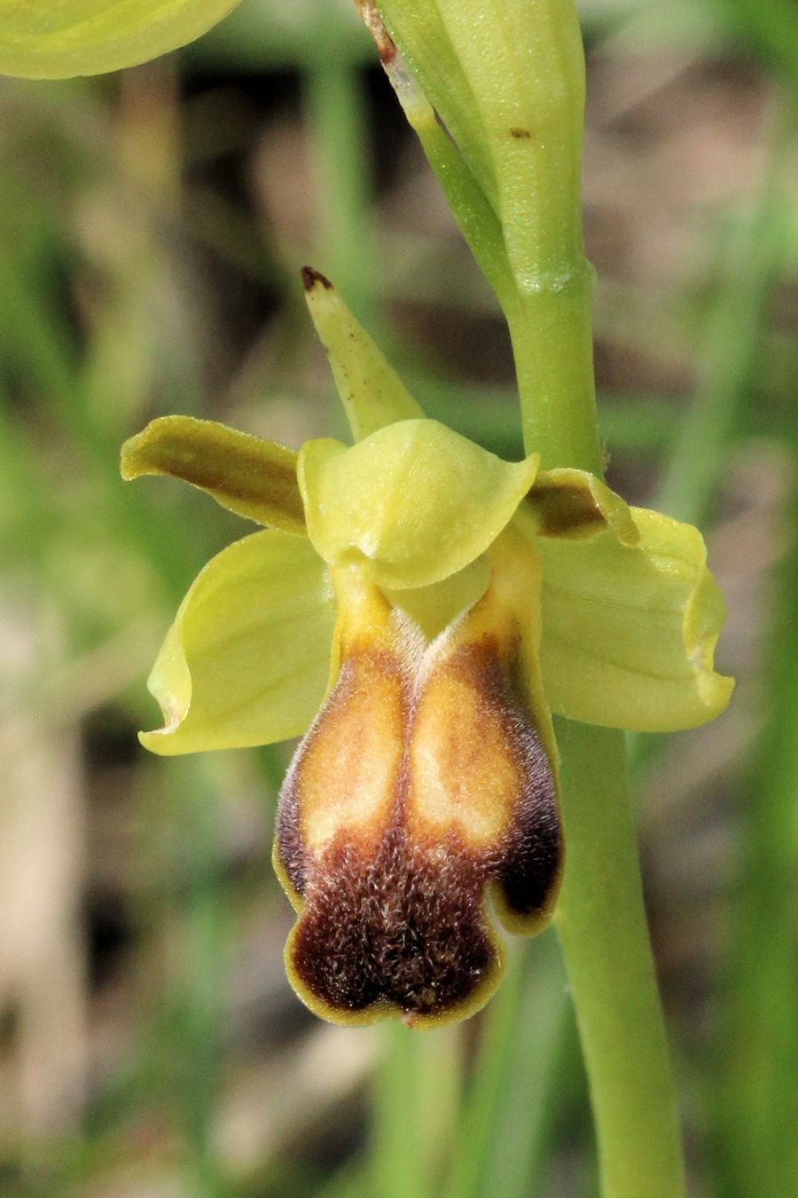 Ophrys fusca?