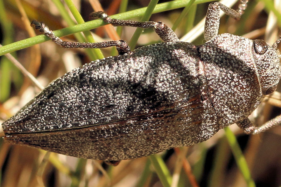 Buprestidae: Dicerca aenea da confermare