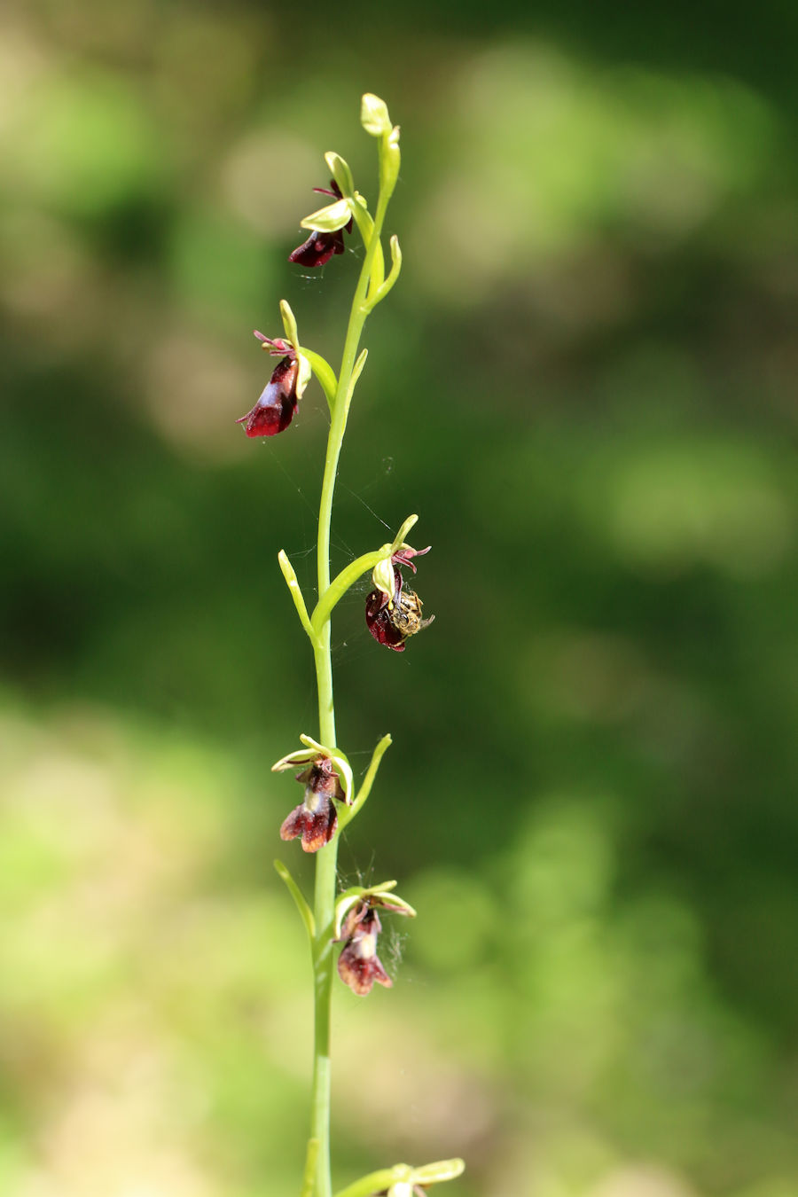 Ophrys insectifera ... con visita