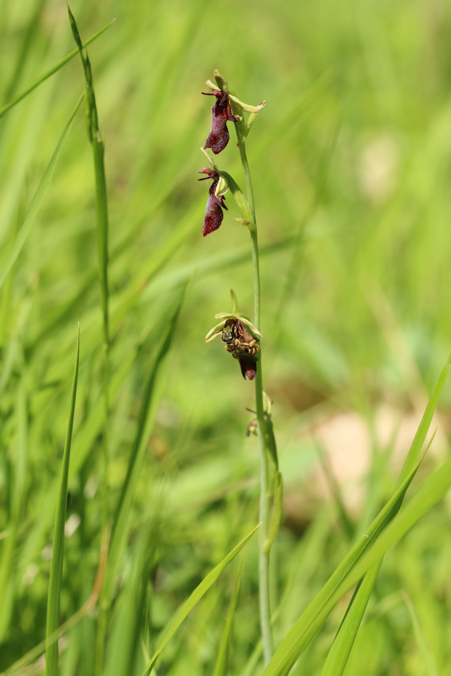 Ophrys insectifera ... con visita