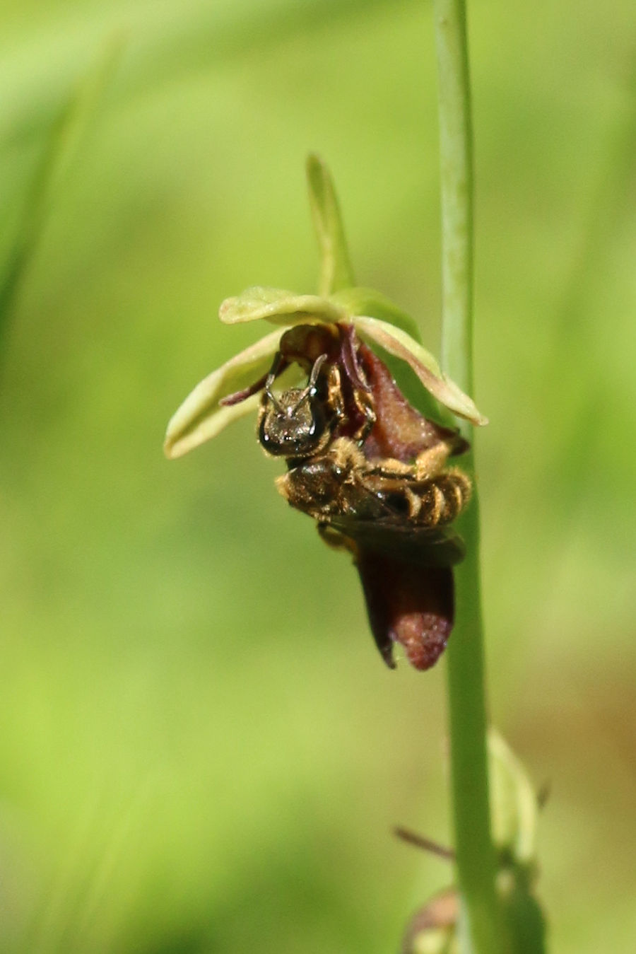 Ape visitatrice di orchidea da identificare