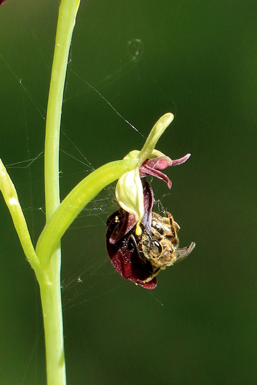 Ape visitatrice di orchidea da identificare
