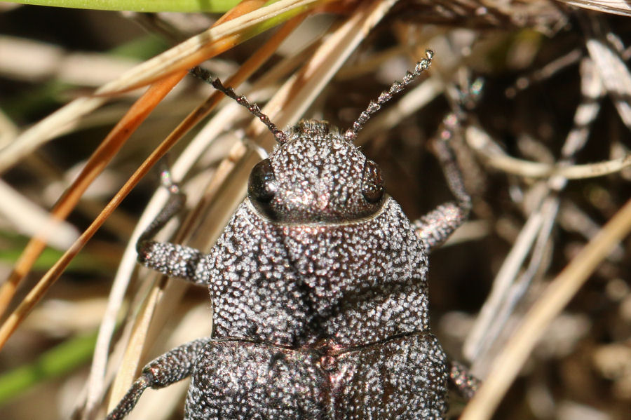 Buprestidae: Dicerca aenea da confermare