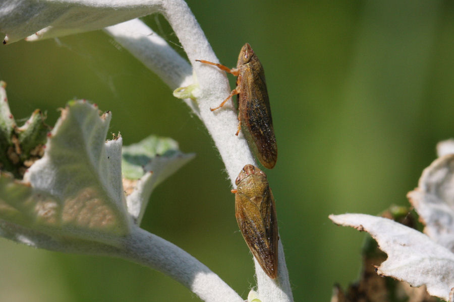 Aphrophora salicina