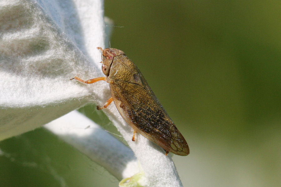 Aphrophora salicina
